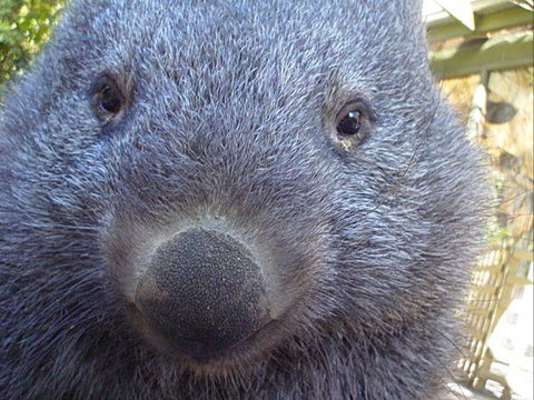 Kingbilli - Redcliffe Tourism 4