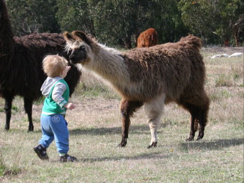 Kingbilli - Redcliffe Tourism 6