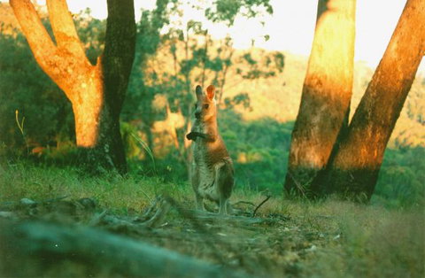 Kingbilli - Redcliffe Tourism 7