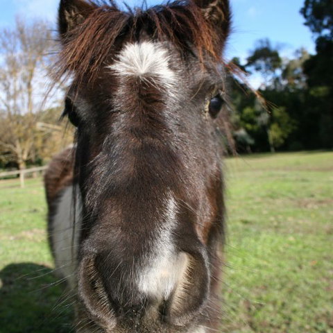 Kingbilli - Redcliffe Tourism 8