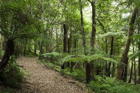 The Jungle Lodge, Blue Mountains Botanic Gardens - Redcliffe Tourism 7