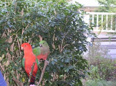 Kemeys At Mandalong - Redcliffe Tourism 5