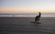 Cape Hillsborough National Park Camping Ground - thumb 2