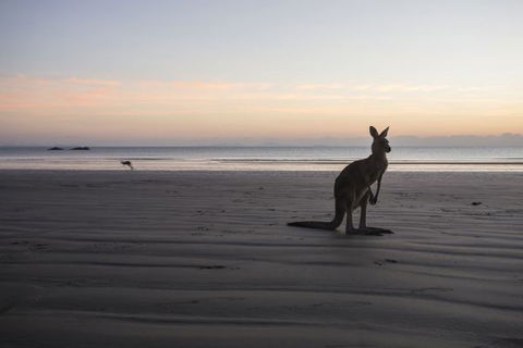 Cape Hillsborough National Park Camping Ground - Redcliffe Tourism 2