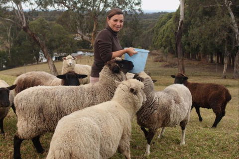 Blueberry Hills On Comleroy - Redcliffe Tourism 7