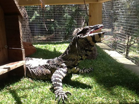 Beechworth Wildlife Stays - Redcliffe Tourism 6