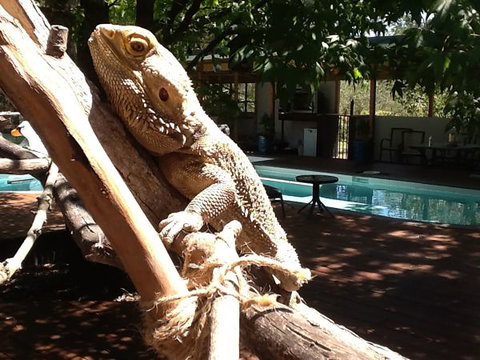 Beechworth Wildlife Stays - Redcliffe Tourism 7