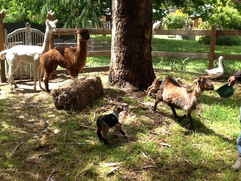 Beechworth Wildlife Stays - Redcliffe Tourism 8