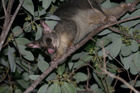 Bush Oasis Caravan Park - Redcliffe Tourism 6