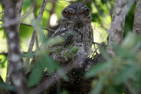 Bush Oasis Caravan Park - Redcliffe Tourism 7