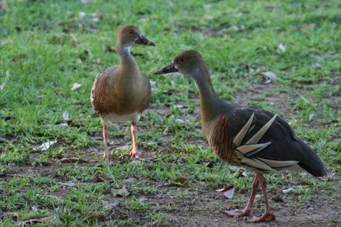 Bush Oasis Caravan Park - Redcliffe Tourism 8