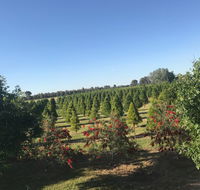 Rutherglen Christmas Trees Farm Stay - Redcliffe Tourism
