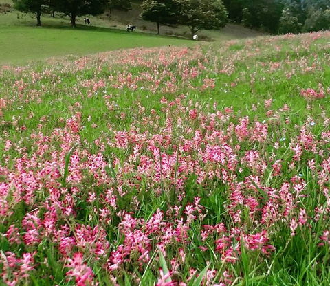 Eden Orchard And Farmstay - Redcliffe Tourism 4