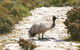 Mallee Lodge - Innes National Park - thumb 7