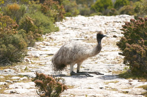 Mallee Lodge - Innes National Park - Redcliffe Tourism 7
