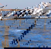 Pelican Perch Retreat - Redcliffe Tourism