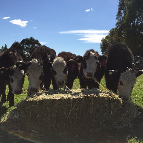 Percy's Place Caravan Park - Redcliffe Tourism 2