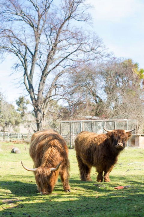 Ratho Farm - Redcliffe Tourism 8