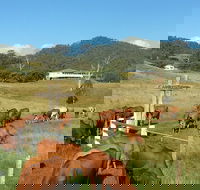 Farringdon Homestead - Redcliffe Tourism