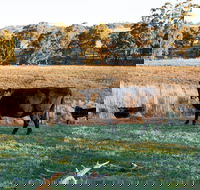 Lone Pine Homestead - Redcliffe Tourism