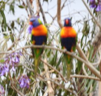 Twilight Grove Farm Bed and Breakfast - Redcliffe Tourism