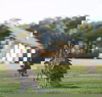 Yering Gorge Cottages - Redcliffe Tourism