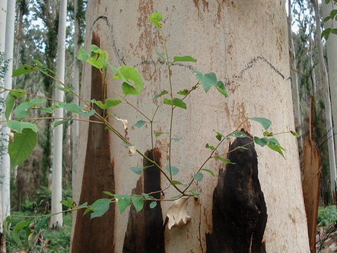Acacia Flat Campground - Redcliffe Tourism 1