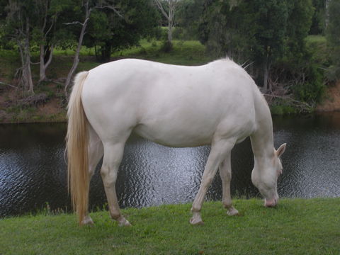 Imbil Bridge Farm And Homestead - Redcliffe Tourism 1