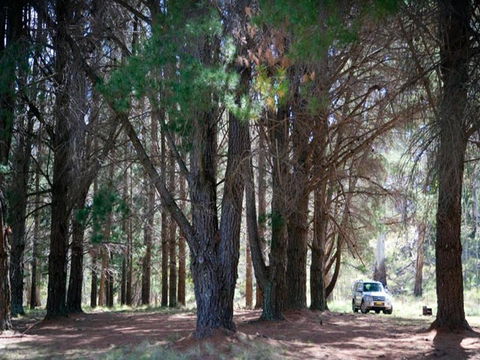 The Pines Campground - Redcliffe Tourism 1