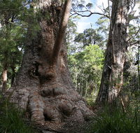 Valley of the Giants Cottage - Redcliffe Tourism
