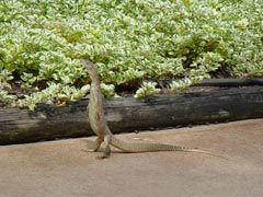 Town Caravan Park - Redcliffe Tourism 3