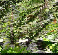 Daintree Ecolodge - Redcliffe Tourism