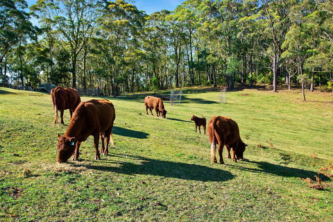 Gowan Ross Cottage - Redcliffe Tourism 1