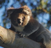 Bimbi Park Camping Under Koalas - Redcliffe Tourism
