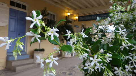 The Globe Inn - Redcliffe Tourism 1