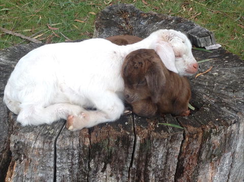 Engadine Cottage - Redcliffe Tourism 1