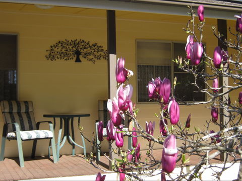 Figtree Cottage - Redcliffe Tourism 1