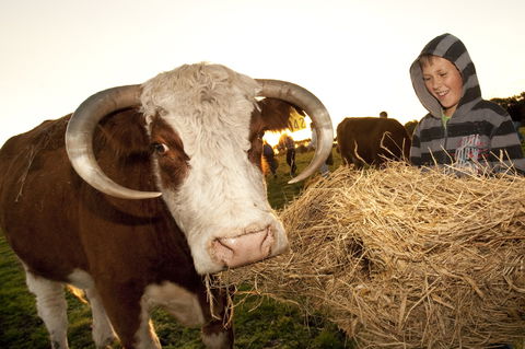 Kangaroobie - Redcliffe Tourism 2