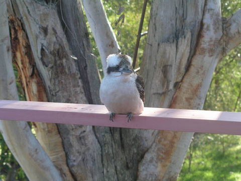 Kookaburra Dreaming - Redcliffe Tourism 0