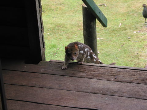 Mountain Valley Wilderness Holidays - Redcliffe Tourism 2