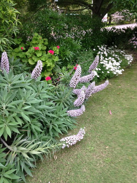 Padthaway Caravan Park - Redcliffe Tourism 0