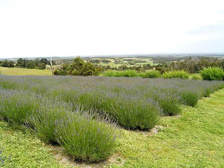 Serendipity Lavender Farm - Redcliffe Tourism 1