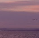 Pelican Sands Bed and Breakfast - Redcliffe Tourism