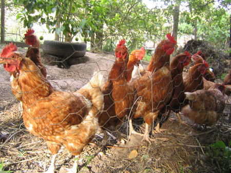 Cottage Braeside Mt Macedon - Redcliffe Tourism 2