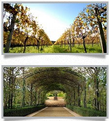 Morning Star Estate - Redcliffe Tourism 1