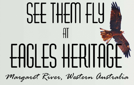 Eagles Heritage Raptor Wildlife Centre - Redcliffe Tourism