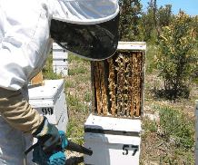 The House Of Honey - Redcliffe Tourism 0
