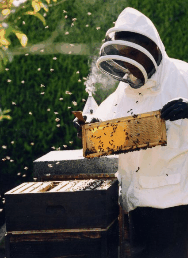 The House Of Honey - Redcliffe Tourism 3