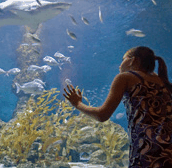 The Aquarium of Western Australia - Redcliffe Tourism