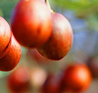 Tropical Fruit World - Redcliffe Tourism